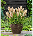 Cortaderia seloana C2 Tiny Pampas