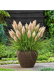 Cortaderia seloana C2 Tiny Pampas