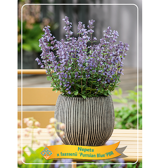 Nepeta x faasenii Purssian Blue Ø11