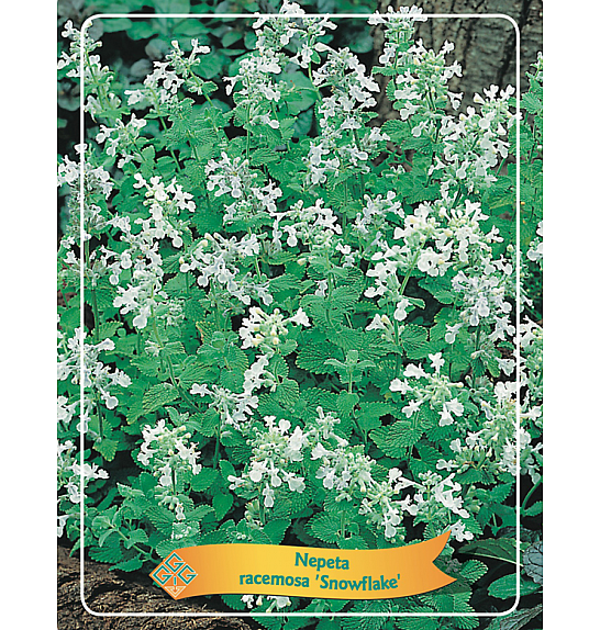 Nepeta racemosa Snowflake Ø11