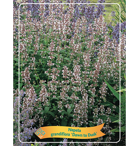 Nepeta Grandiflora Dawn to Dusk Ø11