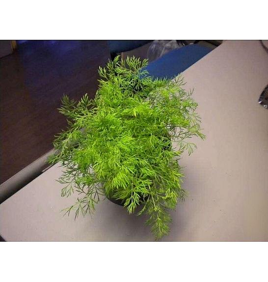 Anethum graveolens Ø14