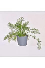 Foeniculum vulgare Ø14