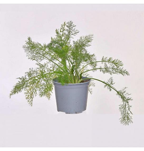 Foeniculum vulgare Ø14