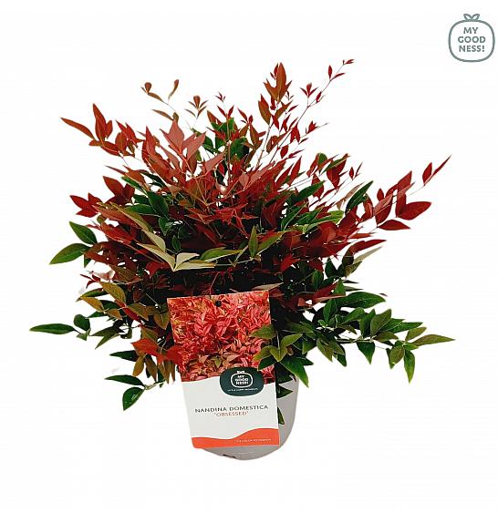 Nandina domestica Obsessed® C2 Lit. 20 cm