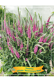 Veronica spicata Anniversary Rose Ø11
