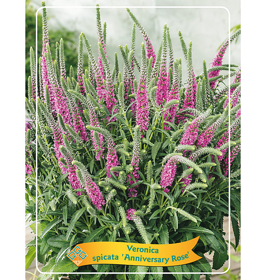 Veronica spicata Anniversary Rose Ø11