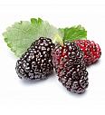 Morus rubra Mojo Berry C2 Lit. 40-60 cm