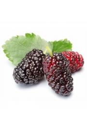 Morus rubra Mojo Berry C2 Lit. 40-60 cm