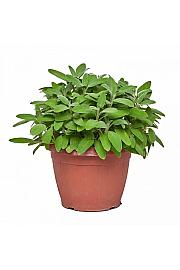 Salvia officinalis Ø25