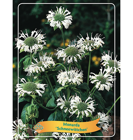 Monarda Schneewittchen Ø11