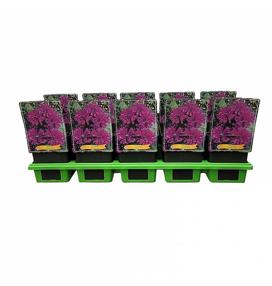 Monarda Purple Lace Ø11
