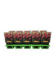 Monarda Pink Lace Ø11