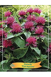 Monarda Herberts Purper Ø11