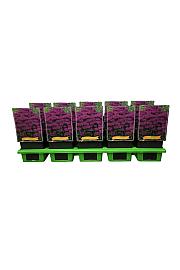 Monarda Grape Gumball Ø11