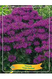 Monarda Grape Gumball Ø11