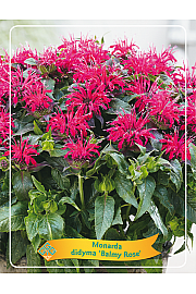 Monarda didyma Balmy Rose Ø11