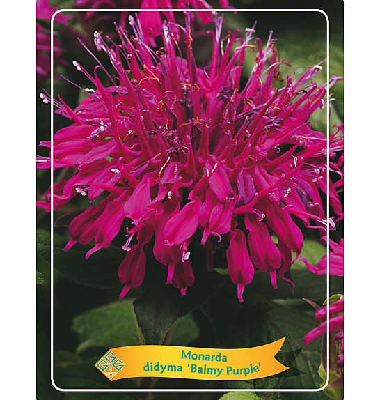 Monarda didyma Balmy Purple Ø11