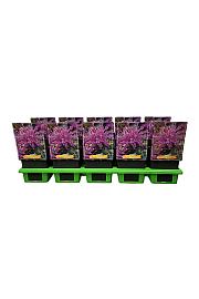 Monarda didyma Balmy Lilac Ø11