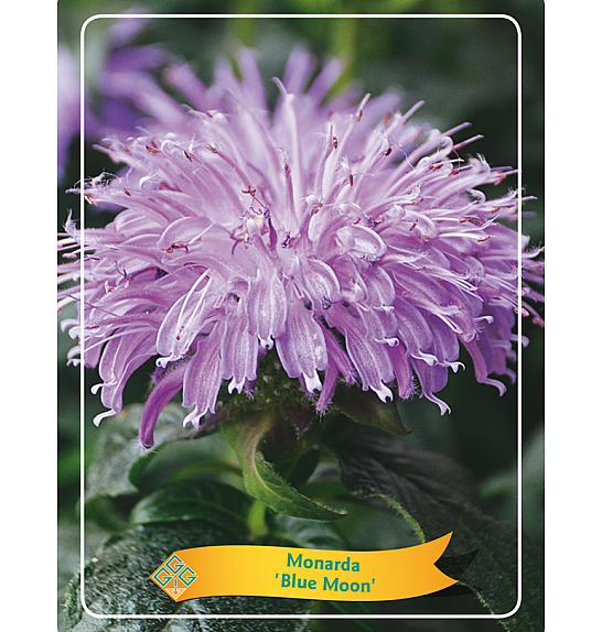 Monarda Blue Moon Ø11