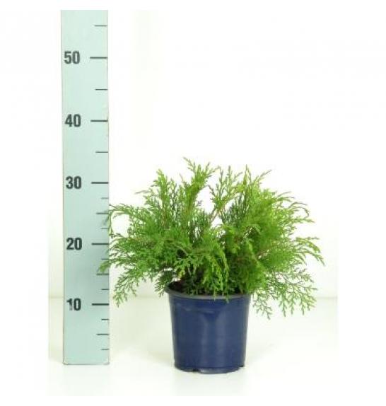 Microbiota decussata Ø15 15-20 cm
