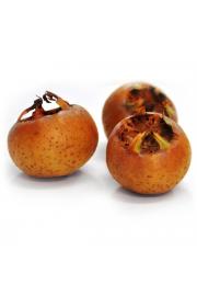Mespilus germanica Westerveld C7,5 Lit. 125-150 cm (48932)