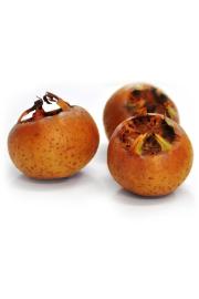 Mespilus germanica Westerveld C7,5 Lit. 125-150 cm