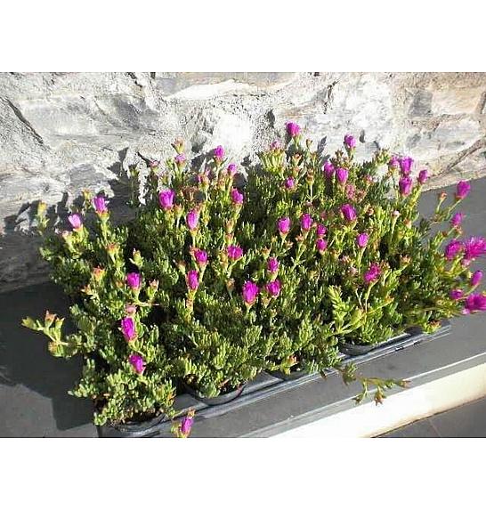 Mesembryanthemum Ø10