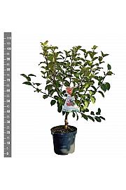 Malus perpetu Evereste - okrasna C7,5 Lit. 60-80 cm
