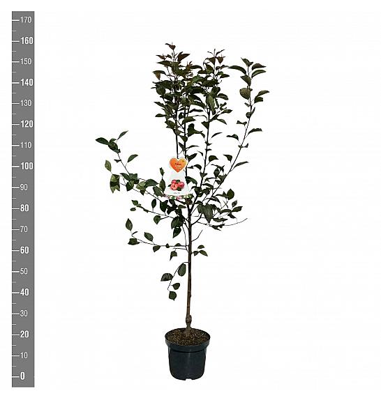 Malus domestica Vitalstar C7,5 Lit. 125-150 cm