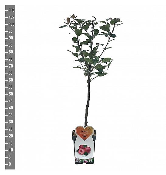 Malus domestica Vitalstar C5 Lit. 80-100 cm Patio
