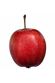 Malus domestica Summerred C5 Lit. 80-100 cm Patio