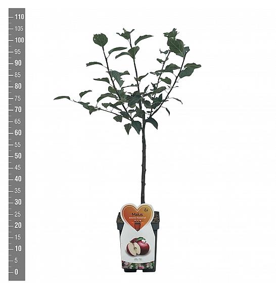 Malus domestica Summerred C5 Lit. 80-100 cm Patio