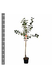 Malus domestica Rode Boskoop C7,5 Lit. 175-200 cm Na steblu 100 cm