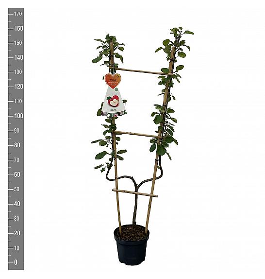 Malus domestica Rode Boskoop C7,5 Lit. 140-160 cm U forma
