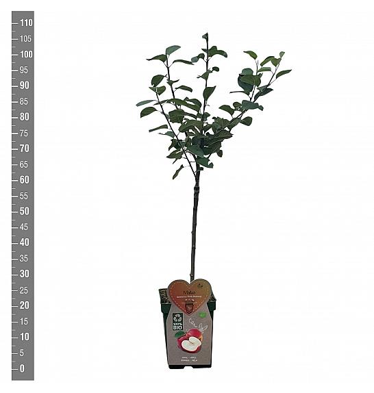 Malus domestica Rode Boskoop C5 Lit. 80-100 cm BIO