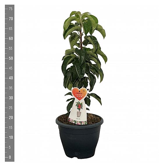 Malus domestica Pillar Apple C7 Lit. 40-60 cm Stebričasta