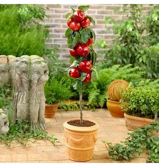 VE-BO FRUIT Malus domestica Pillar Apple