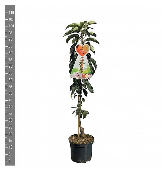 Malus domestica McIntosh C5 Lit. 80-100 cm Stebričasta