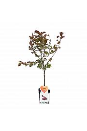 Malus domestica Liset - okrasna C7,5 Lit. 60-80 cm