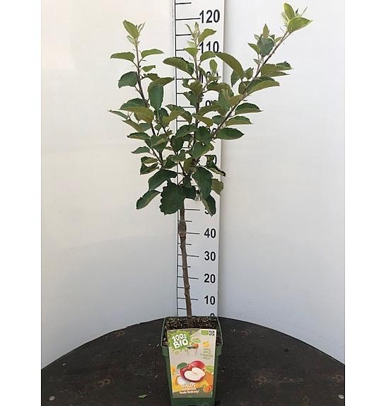 Malus domestica Jonagold C5 Lit. 80-100 cm BIO