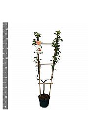 Malus domestica James Grieve C7,5 Lit. 140-160 cm U forma