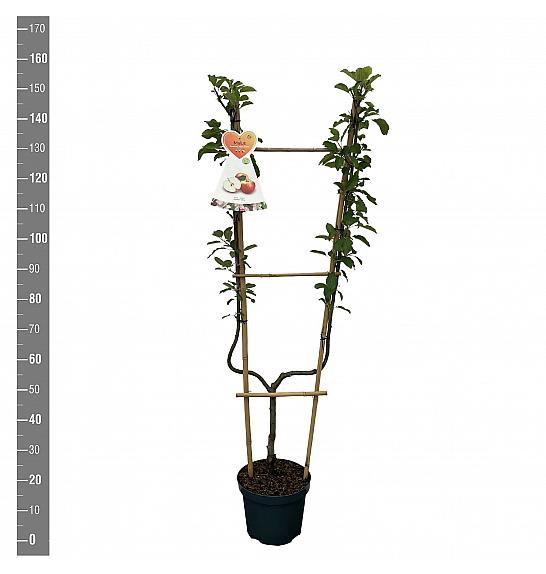 Malus domestica James Grieve C7,5 Lit. 140-160 cm U forma