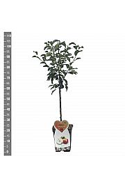 Malus domestica James Grieve C5 Lit. 80-100 cm Patio