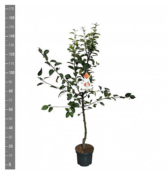 Malus domestica Gravenstein C7,5 Lit. 125-150 cm