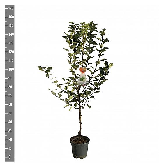 Malus domestica Granny Smith C7,5 Lit. 125-150 cm