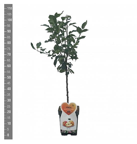 Malus domestica Golden Pearmain C5 Lit. 80-100 cm Patio