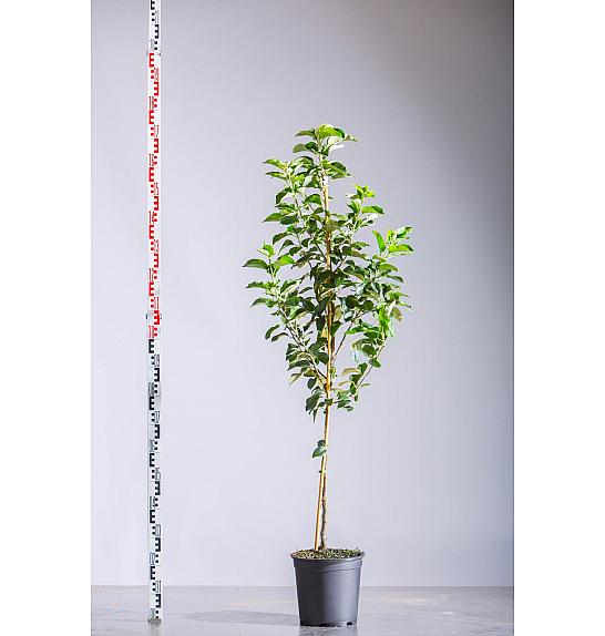 Malus domestica Golden Pearmain C10 Lit. 125-150 cm