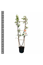 Malus domestica Golden Delicious-Jonagold C7,5 Lit. 140-160 cm Duo
