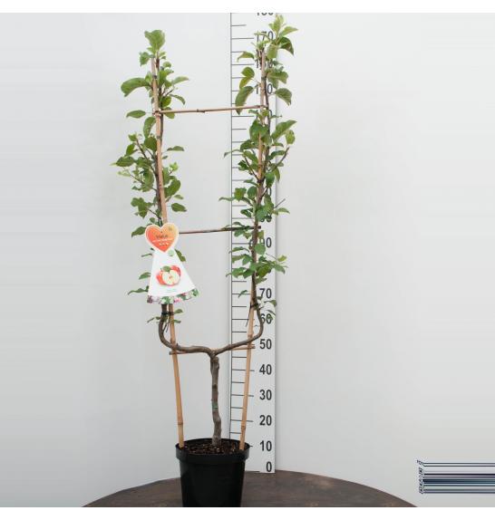 Malus domestica Golden Delicious C7,5 Lit. 150-175 cm U forma